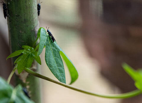 living soils - mouche soldat noire