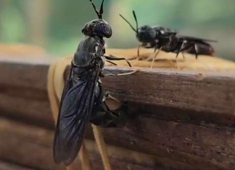 Mouche soldat noire